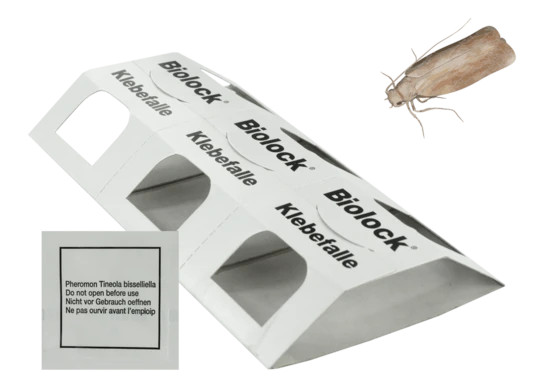 Vliegende insecten