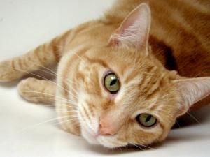 Katten