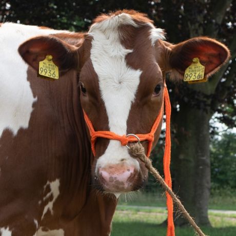 Halster pink verstelbaar breed oranje