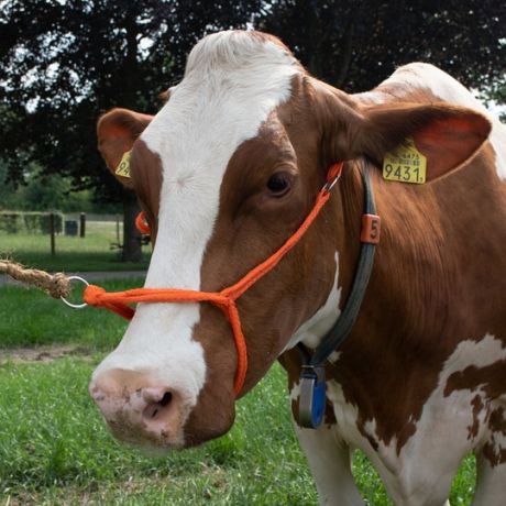 Halster vaars verstelbaar breed oranje