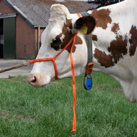 Halster koe verstelbaar breed oranje